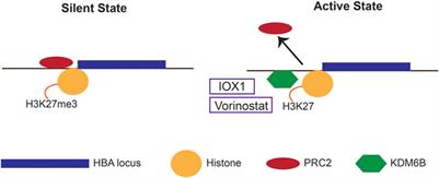 Genetic and Epigenetic Therapies for β-Thalassaemia by Altering the Expression of α-Globin Gene